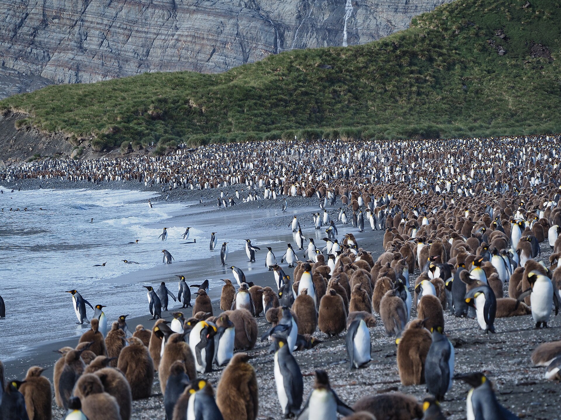 Falklands, South Georgia & the Antarctic Peninsula