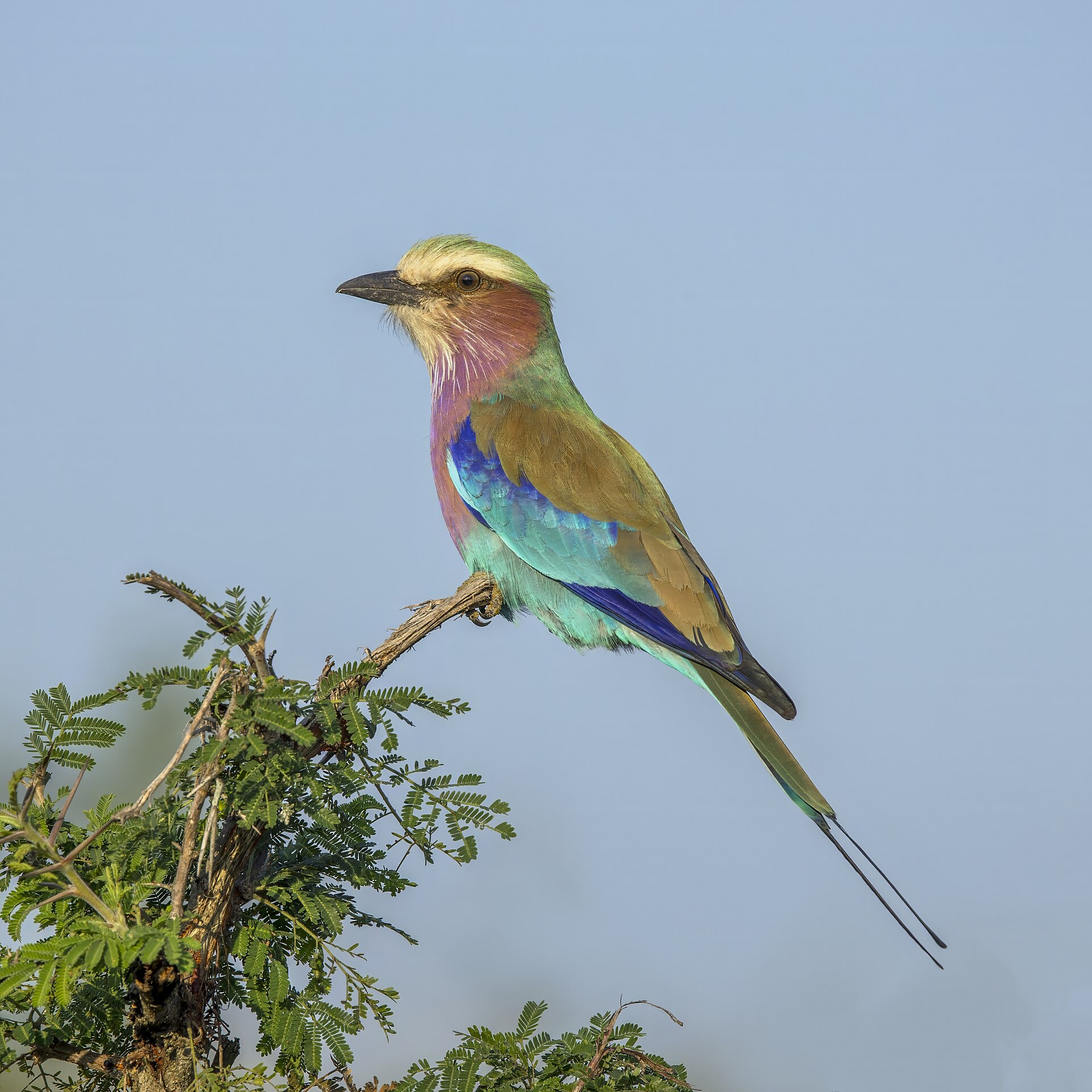 Kruger, Zululand & the Drakensberg